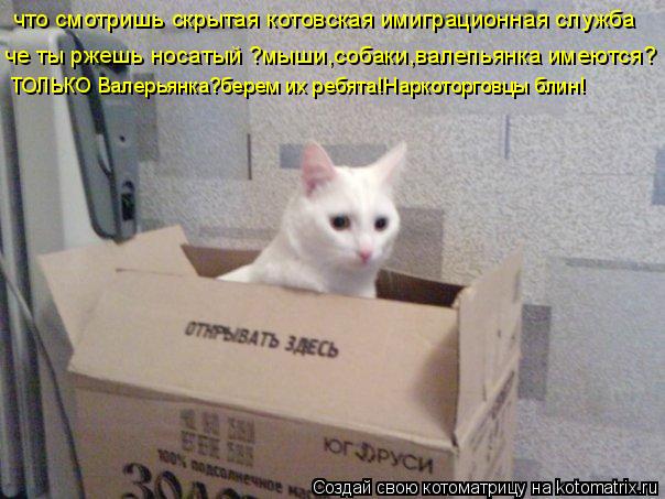 что смотришь скрытая котовская имиграционная служба че ты ржешь носатый ?мыши,собаки,валепьянка имеют... Котоматрица: что смотришь скрытая котовская имиграционная служба че ты ржешь носатый ?мыши,собаки,валепьянка имеются? ТОЛЬКО Валерьянка?берем их ребят