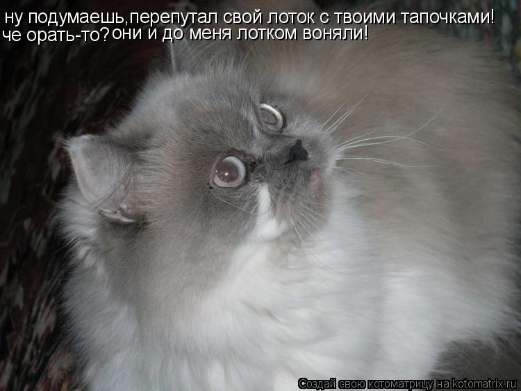 ну подумаешь,перепутал свой лоток с твоими тапочками! че орать-то? они и до меня лотком воняли!... Котоматрица: ну подумаешь,перепутал свой лоток с твоими тапочками! че орать-то? они и до меня лотком воняли!