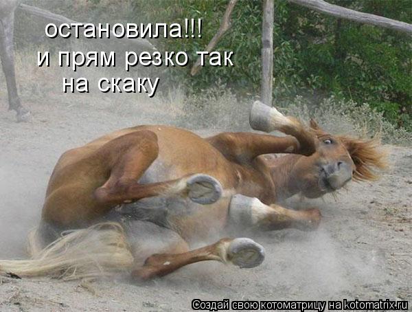 остановила!!! и прям резко так на скаку... Котоматрица: остановила!!! и прям резко так на скаку