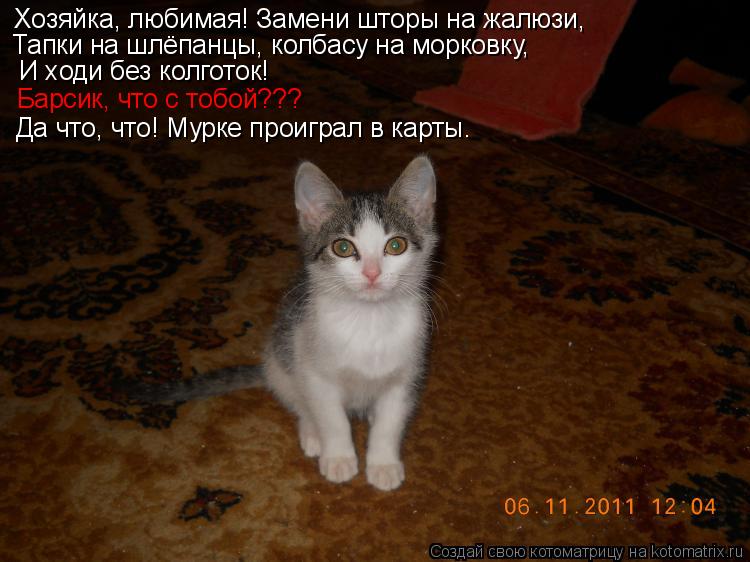 Котоматрица: Хозяйка, любимая! Замени шторы на жалюзи, Тапки на шлёпанцы, колбасу на морковку,  И ходи без колготок! Барсик, что с тобой??? Да что, что! Мурке 
