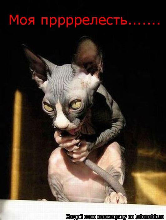 Моя пррррелесть.......... Котоматрица: Моя пррррелесть.......