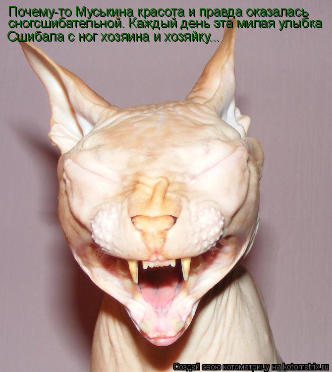Почему-то Муськина красота и правда оказалась сногсшибательной. Каждый день эта милая улыбка Сшибала ... Котоматрица: Почему-то Муськина красота и правда оказалась сногсшибательной. Каждый день эта милая улыбка Сшибала с ног хозяина и хозяйку...