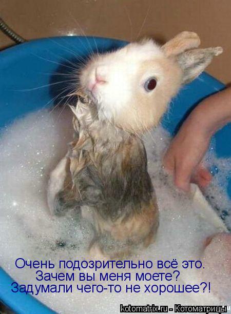 Очень подозрительно всё это. Зачем вы меня моете? Задумали чего-то не хорошее?!... Котоматрица: Очень подозрительно всё это. Зачем вы меня моете? Задумали чего-то не хорошее?!