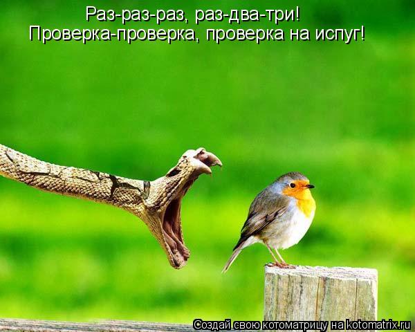 Раз-раз-раз, раз-два-три! Проверка-проверка, проверка на испуг!... Котоматрица: Раз-раз-раз, раз-два-три! Проверка-проверка, проверка на испуг!