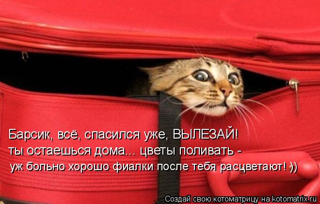 Барсик, всё, спасился уже, ВЫЛЕЗАЙ! ты остаешься дома... цветы поливать - уж больно хорошо фиалки п... Котоматрица: Барсик, всё, спасился уже, ВЫЛЕЗАЙ! ты остаешься дома... цветы поливать - уж больно хорошо фиалки после тебя расцветают! ))