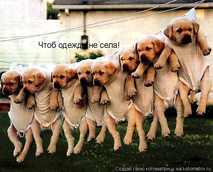 Чтоб одежда не села!... Котоматрица: Чтоб одежда не села!