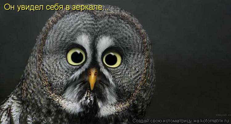 Котоматрица: Он увидел себя в зеркале...