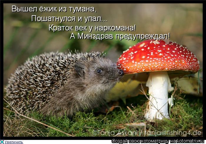 Вышел ёжик из тумана, Пошатнулся и упал... Краток век у наркомана! А Минздрав предупреждал!... Котоматрица: Вышел ёжик из тумана, Пошатнулся и упал... Краток век у наркомана! А Минздрав предупреждал!