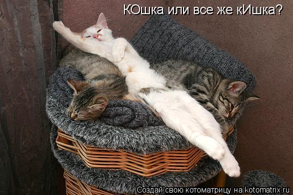Котоматрица: КОшка или все же кИшка?