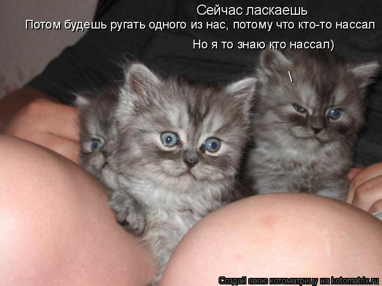 \ Сейчас ласкаешь Потом будешь ругать одного из нас, потому что кто-то нассал Но я то знаю кто нассал... Котоматрица: \ Сейчас ласкаешь Потом будешь ругать одного из нас, потому что кто-то нассал Но я то знаю кто нассал)