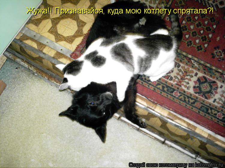 Жужа!! Признавайся, куда мою котлету спрятала?!... Котоматрица: Жужа!! Признавайся, куда мою котлету спрятала?!