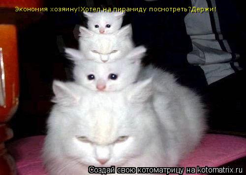 Экономия хозяину!Хотел на пирамиду посмотреть?Держи!... Котоматрица: Экономия хозяину!Хотел на пирамиду посмотреть?Держи!