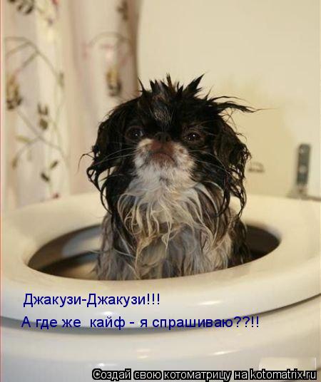 Джакузи-Джакузи!!! А где же кайф - я спрашиваю??!!... Котоматрица: Джакузи-Джакузи!!! А где же кайф - я спрашиваю??!!