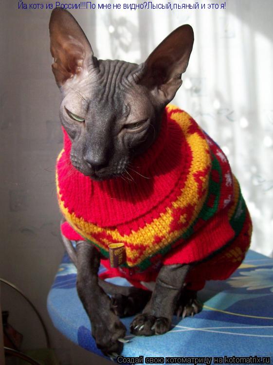 Йа котэ из России!!!По мне не видно?Лысый,пьяный и это я!... Котоматрица: Йа котэ из России!!!По мне не видно?Лысый,пьяный и это я!