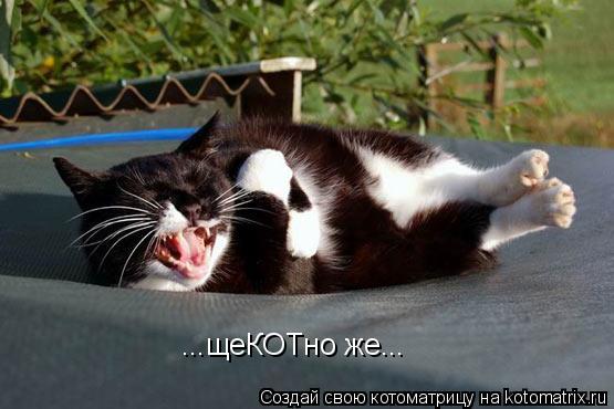 ...щеКОТно же...... Котоматрица: ...щеКОТно же...