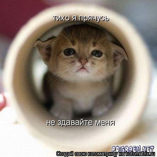 тихо я прячусь не здавайте меня... Котоматрица: тихо я прячусь не здавайте меня