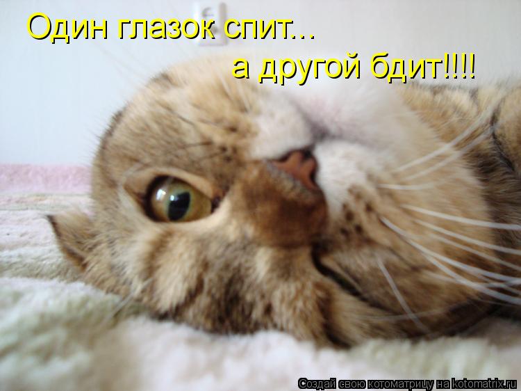 Один глазок спит... а другой бдит!!!!... Котоматрица: Один глазок спит... а другой бдит!!!!