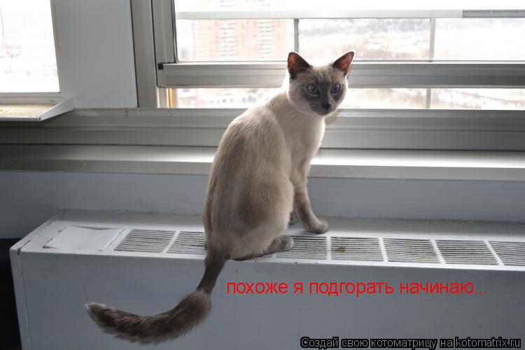 похоже я подгорать начинаю...... Котоматрица: похоже я подгорать начинаю...