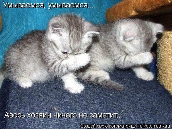Котоматрица: Умываемся, умываемся... Авось хозяин ничего не заметит...