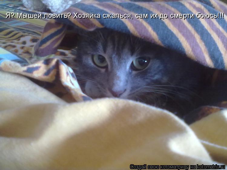 Я? Мышей ловить? Хозяйка сжалься, сам их до смерти боюсь!!!... Котоматрица: Я? Мышей ловить? Хозяйка сжалься, сам их до смерти боюсь!!!