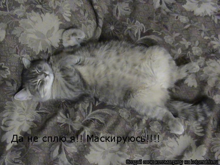 Да не сплю я!! Маскируюсь!!!!... Котоматрица: Да не сплю я!! Маскируюсь!!!!