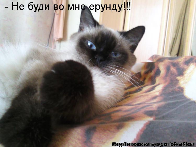 - Не буди во мне ерунду!!!... Котоматрица: - Не буди во мне ерунду!!!