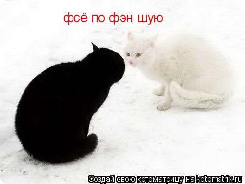 фсё по фэн шую... Котоматрица: фсё по фэн шую