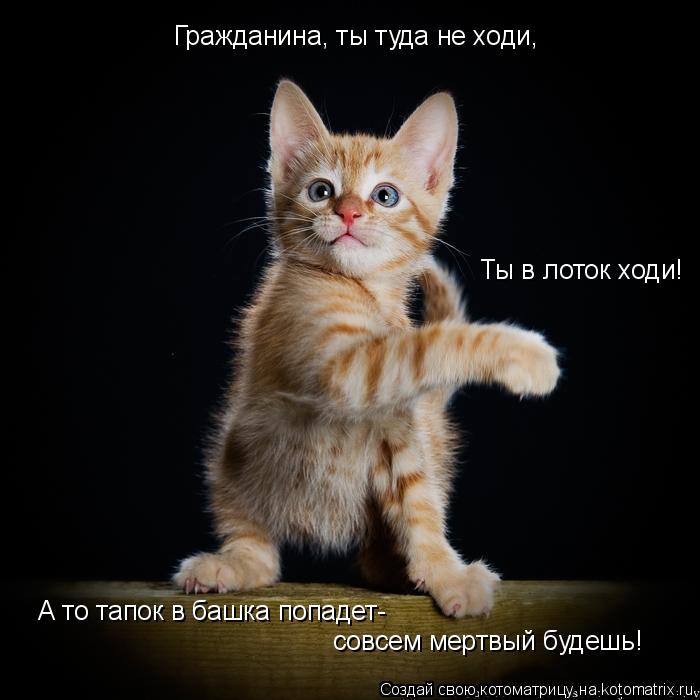 Гражданина, ты туда не ходи, Ты в лоток ходи! совсем мертвый будешь! А то тапок в башка попадет-... Котоматрица: Гражданина, ты туда не ходи, Ты в лоток ходи! совсем мертвый будешь! А то тапок в башка попадет-
