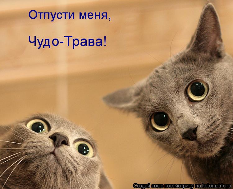 Отпусти меня, Чудо-Трава!... Котоматрица: Отпусти меня, Чудо-Трава!