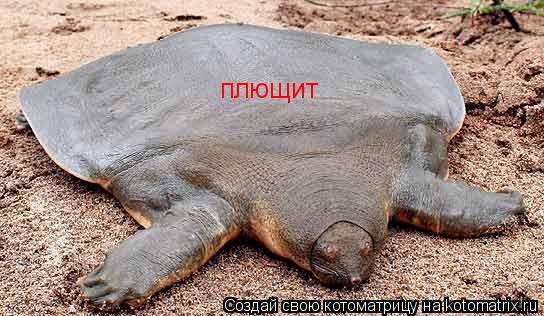 плющит... Котоматрица: плющит