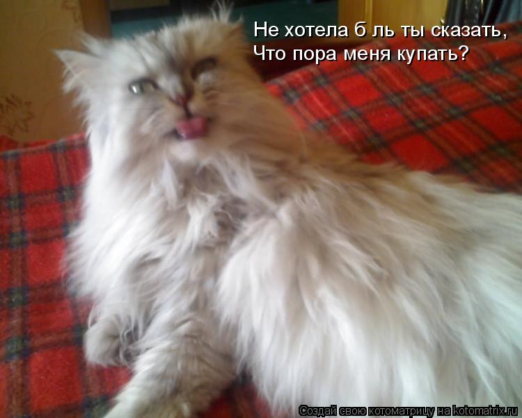Не хотела б ль ты сказать, Что пора меня купать?... Котоматрица: Не хотела б ль ты сказать, Что пора меня купать?