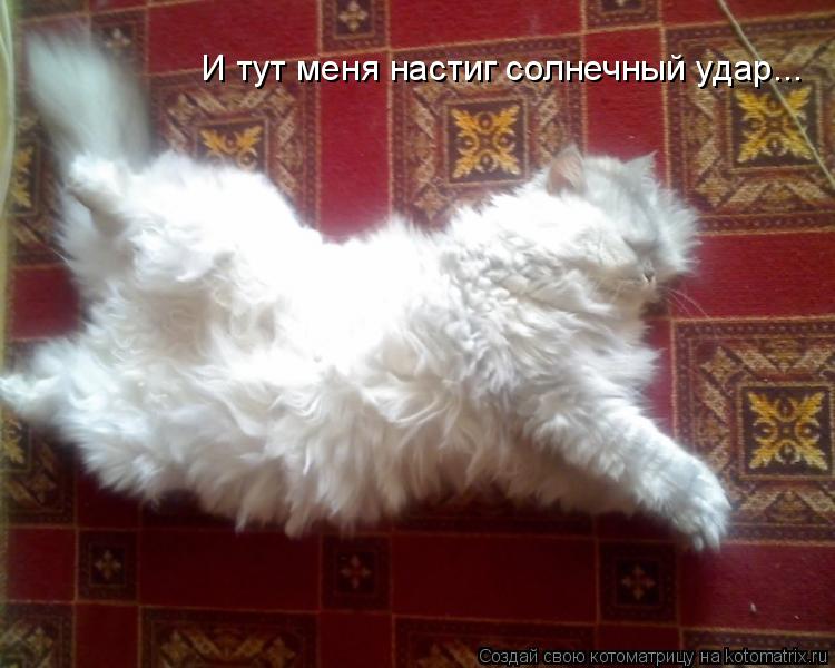 И тут меня настиг солнечный удар...... Котоматрица: И тут меня настиг солнечный удар...