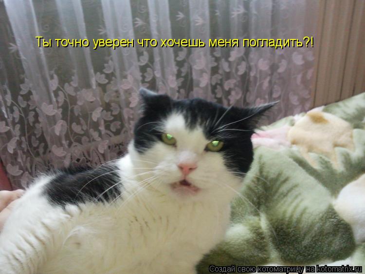 Ты точно уверен что хочешь меня погладить?!... Котоматрица: Ты точно уверен что хочешь меня погладить?!
