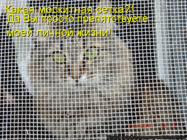 Какая москитная сетка?! Да Вы просто препятствуете ... моей личной жизни!... Котоматрица: Какая москитная сетка?! Да Вы просто препятствуете ... моей личной жизни!