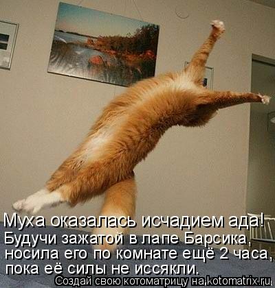 Муха оказалась исчадием ада! Будучи зажатой в лапе Барсика, носила его по комнате ещё 2 часа, пока её... Котоматрица: Муха оказалась исчадием ада! Будучи зажатой в лапе Барсика, носила его по комнате ещё 2 часа, пока её силы не иссякли.