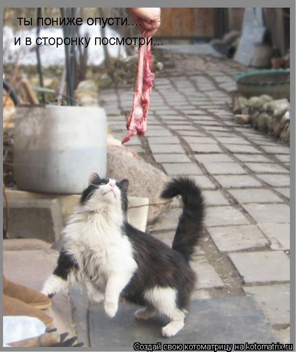 ты пониже опусти.... ты пониже опусти.... и в сторонку посмотри...... Котоматрица: ты пониже опусти.... ты пониже опусти.... и в сторонку посмотри...