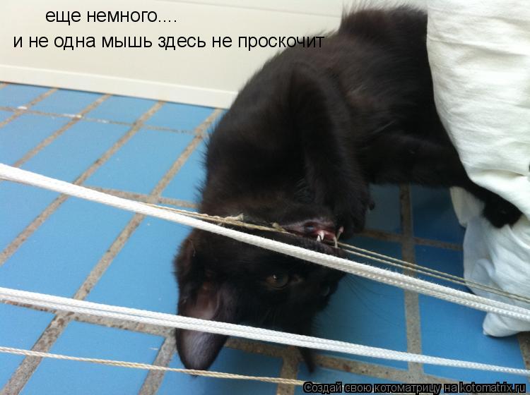 еще немного.... и не одна мышь здесь не проскочит... Котоматрица: еще немного.... и не одна мышь здесь не проскочит