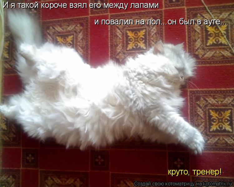 И я такой короче взял его между лапами круто, тренер! и повалил на пол...он был в ауте...... Котоматрица: И я такой короче взял его между лапами круто, тренер! и повалил на пол...он был в ауте...