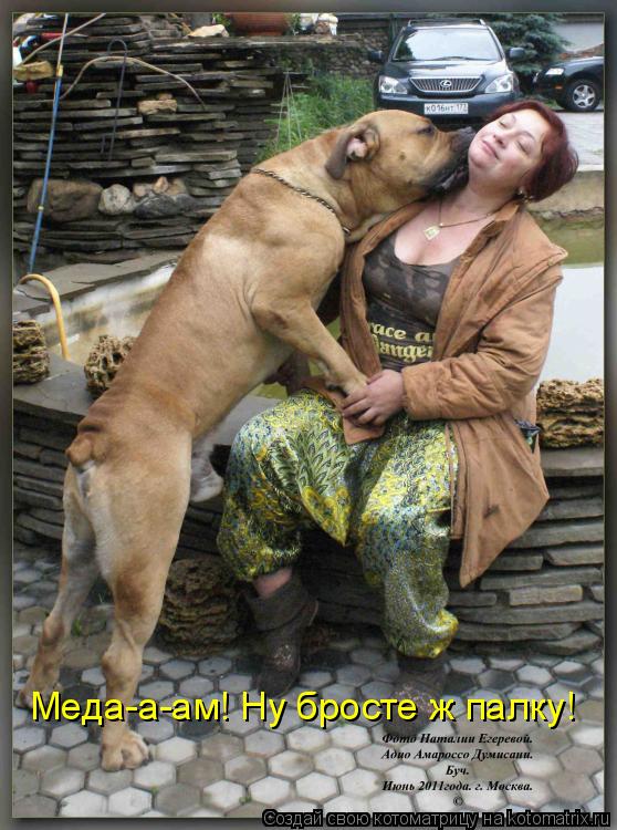 Меда-а-ам! Ну бросте ж палку!... Котоматрица: Меда-а-ам! Ну бросте ж палку!