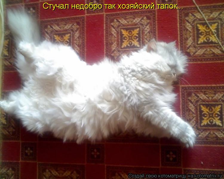 Стучал недобро так хозяйский тапок...... Котоматрица: Стучал недобро так хозяйский тапок...
