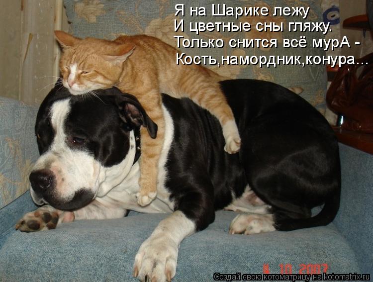 Кость,намордник,конура... Я на Шарике лежу И цветные сны гляжу. Только снится всё мурА -... Котоматрица: Кость,намордник,конура... Я на Шарике лежу И цветные сны гляжу. Только снится всё мурА -