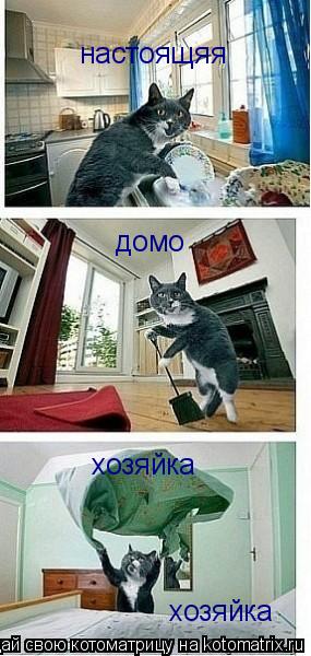 настоящяя домо хозяйка хозяйка... Котоматрица: настоящяя домо хозяйка хозяйка