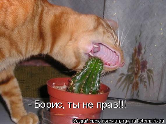 - Борис, ты не прав!!!... Котоматрица: - Борис, ты не прав!!!