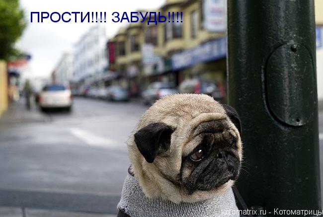 Котоматрица: ПРОСТИ!!!! ЗАБУДЬ!!!!