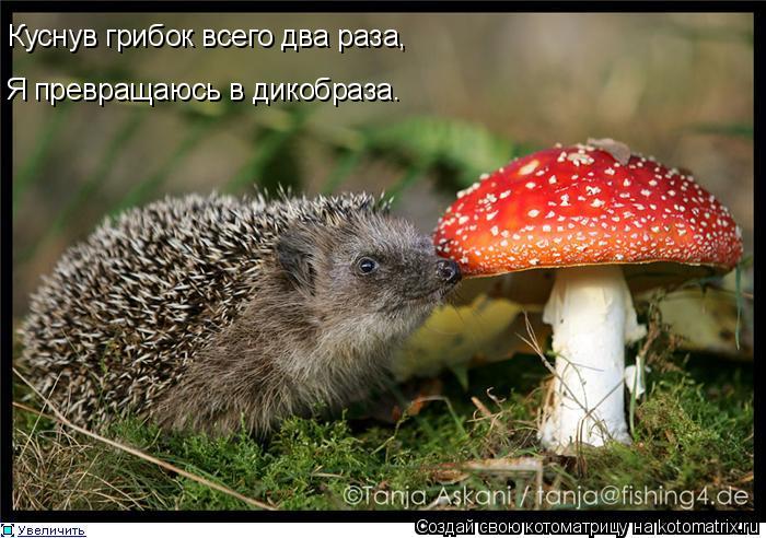 Куснув грибок всего два раза, Я превращаюсь в дикобраза.... Котоматрица: Куснув грибок всего два раза, Я превращаюсь в дикобраза.