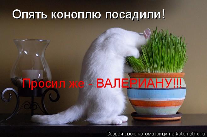 Опять коноплю посадили! Просил же - ВАЛЕРИАНУ!!!... Котоматрица: Опять коноплю посадили! Просил же - ВАЛЕРИАНУ!!!