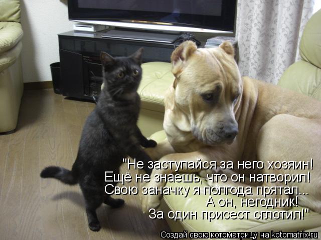 "Не заступайся за него хозяин! Ещё не знаешь, что он натворил! Свою заначку я полгода прятал... А он,... Котоматрица: "Не заступайся за него хозяин! Ещё не знаешь, что он натворил! Свою заначку я полгода прятал... А он, негодник! За один присест сглотил!"
