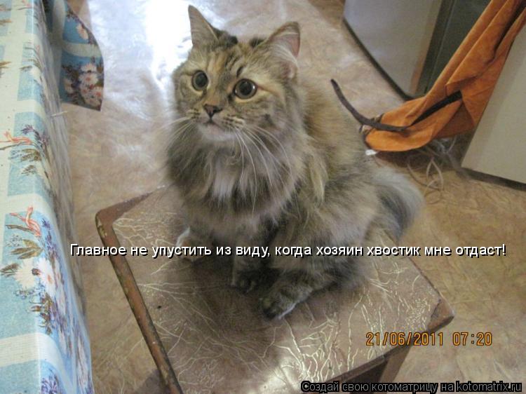 Главное не упустить из виду, когда хозяин хвостик мне отдаст!... Котоматрица: Главное не упустить из виду, когда хозяин хвостик мне отдаст!