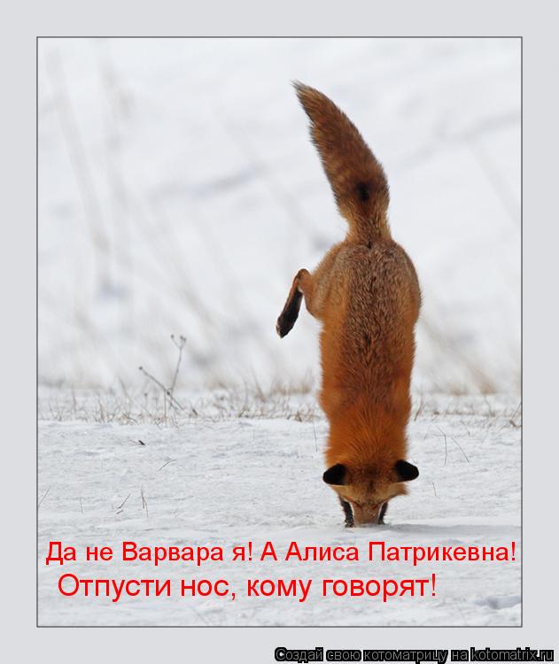 Котоматрица: Да не Варвара я! А Алиса Патрикевна! Отпусти нос, кому говорят!