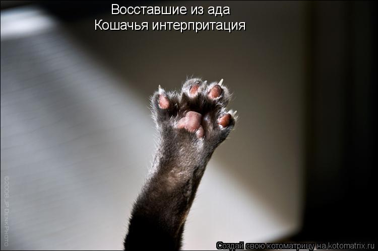 Котоматрица: Восставшие из ада Кошачья интерпритация
